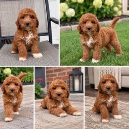Leo - Apricot male Goldendoodle puppy in Swartz Creek, Michigan from Michigan Doodles