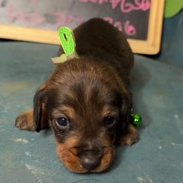 Leroy - Wild boar male Dachshund puppy in Livingston, Kentucky from Illyria Dox & GSD