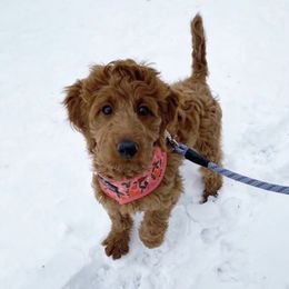Bernedoodle and Goldendoodle All Grown Up from Kimberlee’s Kennels