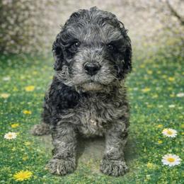 Anthony brown collar - Merle male Goldendoodle puppy in North Branch, Michigan from Graceful Miniature Goldendoodles