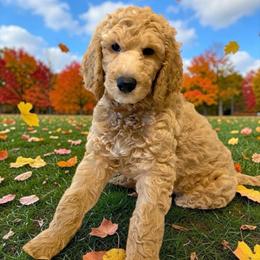 Teddy - Apricot male Poodle puppy in Ocala, Florida from Happy Hill Poodle
