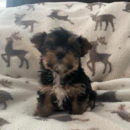 Girl 2 - female Yorkshire Terrier puppy in Yukon, Oklahoma from Sweet Pea's Yorkies