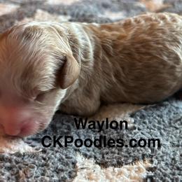 Waylon - Cream male Poodle puppy in Lance Creek, Wyoming from CK Poodles LLC
