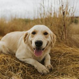 Plum - Golden Retriever