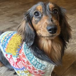 Dachshunds from Golden State Mini Doxies