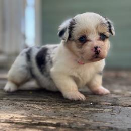 Lulu fluffy (pink) - Blue merle and white female American Corgi puppy in East Oakdale, California from Rhettro Kennels