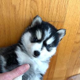 Thor - Black and white male Pomsky puppy in Fuquay Varina, North Carolina from Raleigh Mini Pomskies