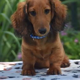 Petey - Red male Dachshund puppy in Hebron, Indiana from MCS Dachshunds