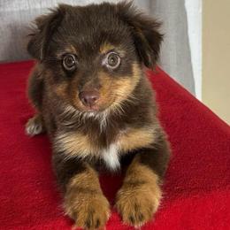 Cucumber - Red tri male Miniature Australian Shepherd puppy in Sulphur, Louisiana from Triple J Aussies and Corgis