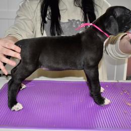 Bulleit - Black and white female Great Dane puppy in Chapmansboro, Tennessee from Balthrop Bend Farms