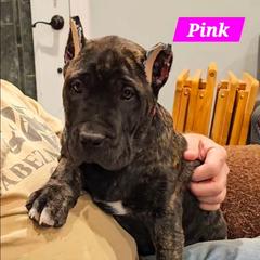 Pink Collar - Tiger female Perro de Presa Canario puppy in Pocahontas, Illinois from Cabeza Grande Kennel