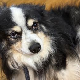 Ryder - Australian Shepherd