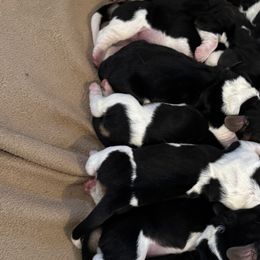 Basset Hounds from Badger State Bassets