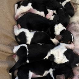 Basset Hounds from Badger State Bassets