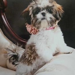 Shih Tzu Puppies from Grandma Ts Precious Puppies