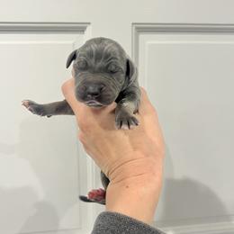 Foxy Baker - Blue and white female Great Dane puppy in Florida from Beachside Kennels