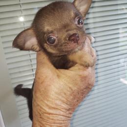 Teeny Taffy - Chocolate and white female Chihuahua puppy in Nc, Florida from Brusseluv2