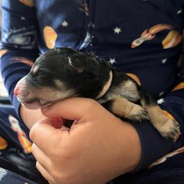 Dory - Tri-color female Bernedoodle puppy in Sparrows Point, Maryland from Rosie’s Puppies