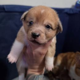 Girl 2 - Sable merle and white female American Corgi puppy in Tallahassee, Florida from Koko's Korgis