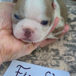 Firefly - Lilac female Boston Terrier puppy in Griffin, Georgia from Celtic Performance Bostons