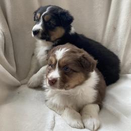 Australian Shepherds from Mt. Hope Aussies