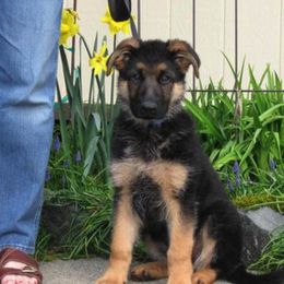 German Shepherd Puppies from Sundance Shepherds