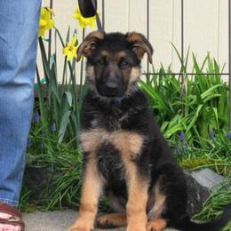 German Shepherd Puppies from Sundance Shepherds