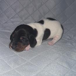 Rip - Piebald male Dachshund puppy in Liberty, Mississippi from Liberty Oaks Aussies and Dachshunds