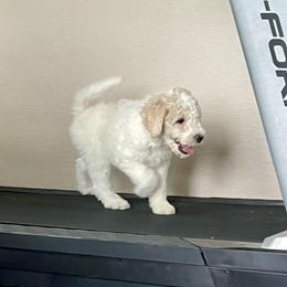 Cheeky - Parti male Labradoodle puppy in Craig, Nebraska from Top Knot Companions Poodles and Labradoodles