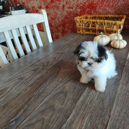 Puppy Girl 1 - Black and white female Mal-Shi puppy in Pleasant Hill, Iowa from Courtney Nicole's Mal Shihs