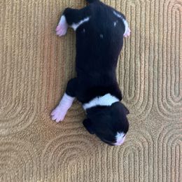 Boy 5 - Black brown and white male Basset Hound puppy in Noblesville, Indiana from Russell Bassets