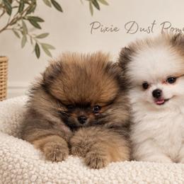 Pomeranians from Sunshines Pomeranians