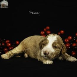 Benny - Apricot male Australian Labradoodle puppy in Cashmere, Washington from Mountain Home Doodles