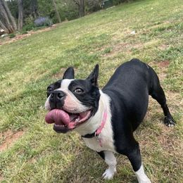 bella - Boston Terrier