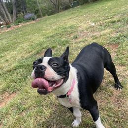 bella - Boston Terrier