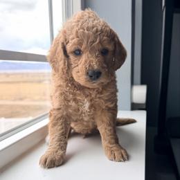 Steve Harrington - Apricot male Goldendoodle puppy in Mount Pleasant, Utah from Betty's Goldendoodles