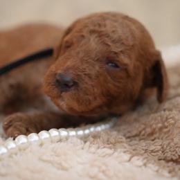 Loues - Red  male Goldendoodle puppy in Naples, Florida from Goldendoodles Of Naples,INC