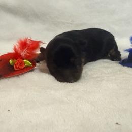 Frances (Baby) - Black and tan female Pomeranian puppy in Seneca, Missouri from Stephanie’s Puppy Colony