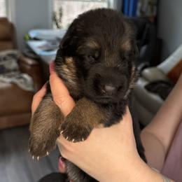 Girl 3 YELLOW - Black and red German Shepherd puppy in Maple Grove, Minnesota from Von Palmore Hof
