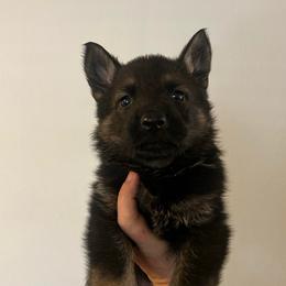 Kammie - Sable female German Shepherd puppy in Boerne, Texas from Sudenblick German Shepherds