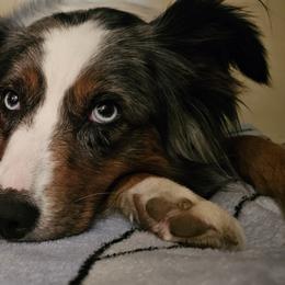 Australian Shepherd Puppies from Gypsy River Aussies