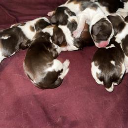 Boy 7 - White and liver male English Springer Spaniel puppy in Lufkin, Texas from Shifletknights Springer Spaniels