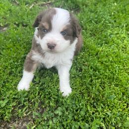 Male 1 - Red tri male Miniature Australian Shepherd puppy in Stuart, Iowa from Arbor Hill Aussies