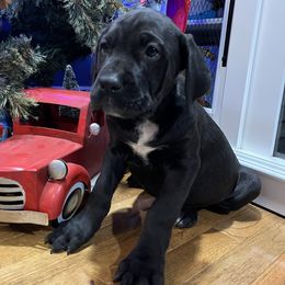 Blitzen - Black male Cane Corso puppy in Lititz, Pennsylvania from Lititz Cane Corsos