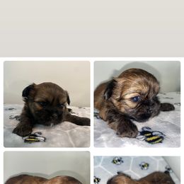 Shih Tzu Puppies from It’s a Shih Tzu world