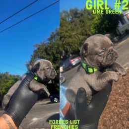 Light green girl #2 - Blue French Bulldog puppy in San Diego, California from Forbes List Frenchies