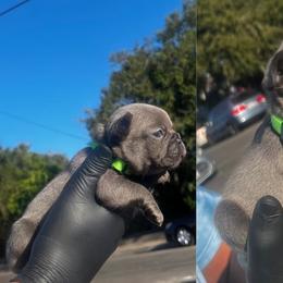 Light green girl #2 - Blue French Bulldog puppy in San Diego, California from Forbes List Frenchies