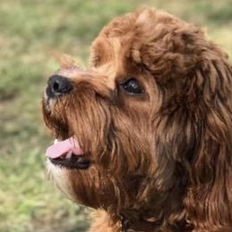 Cavapoos from Still Water Puppies