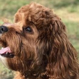 Cavapoos from Still Water Puppies