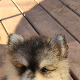 Pomsky Puppies from VooDoux Farms